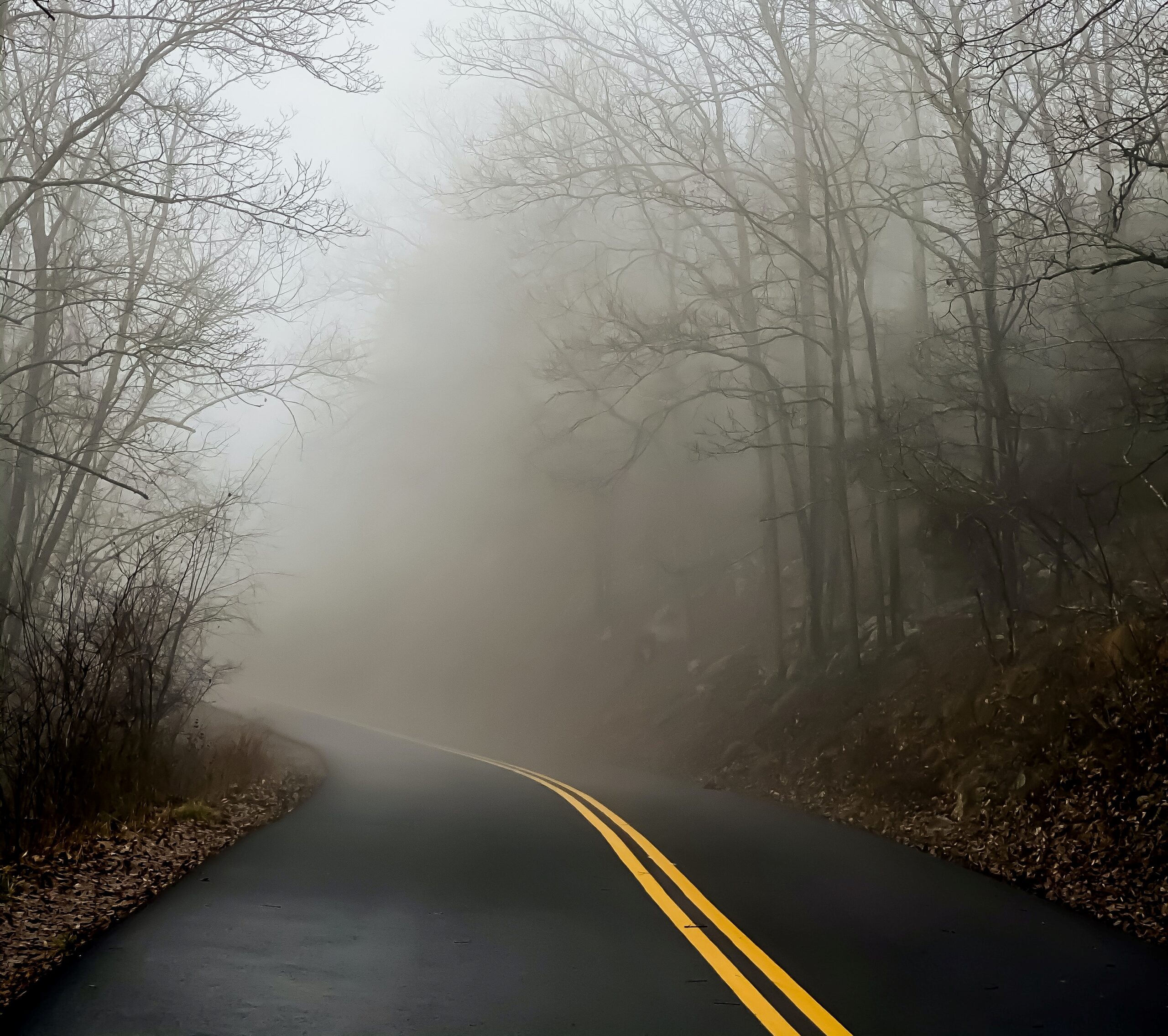 Road surrounded by woods and fog